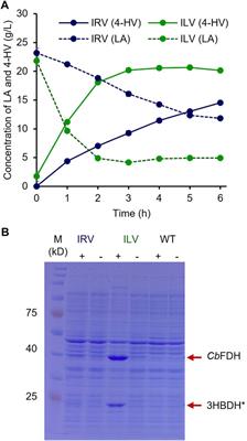 Substrate-inducible and antibiotic-free high-level 4-hydroxyvaleric acid production in engineered Escherichia coli